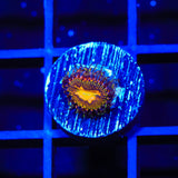 TSA Party On Zoanthids Coral