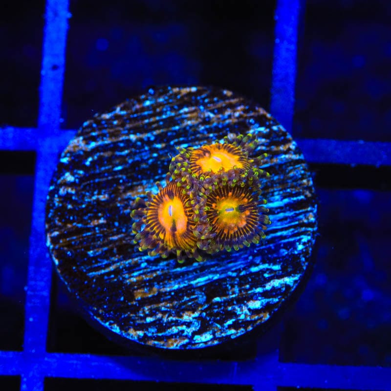 TSA Party On Zoanthids Coral