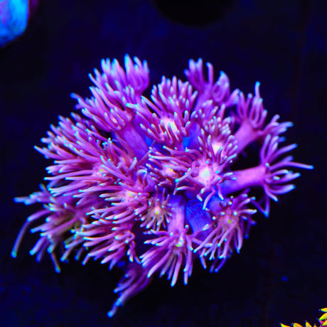 TSA Pastel Goniopora Coral