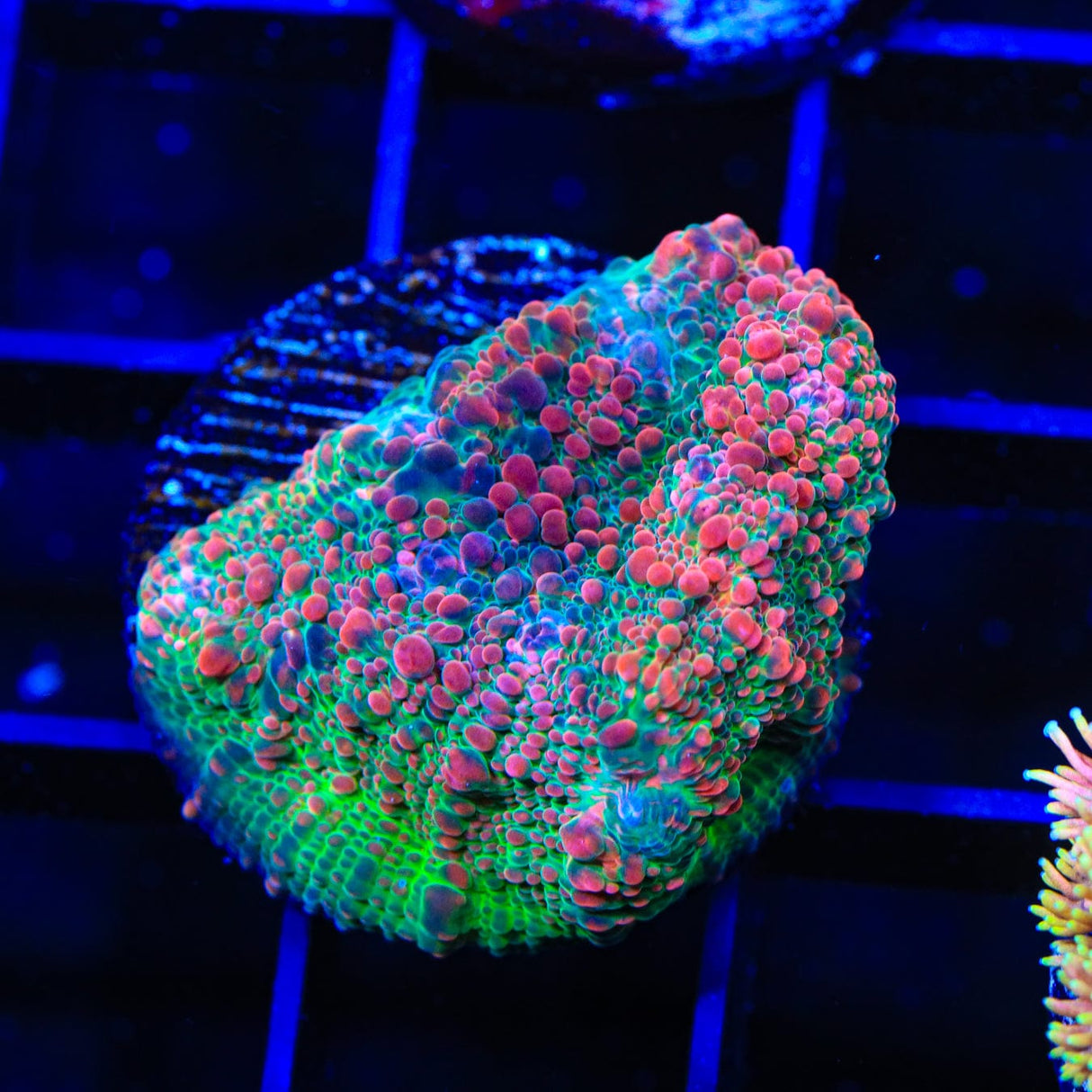 TSA Patrick Star Chalice Coral