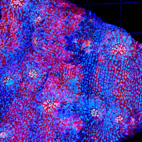 TSA Patriot Chalice Coral