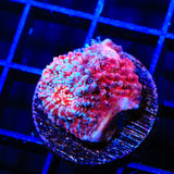 TSA Patriotic Chalice Coral