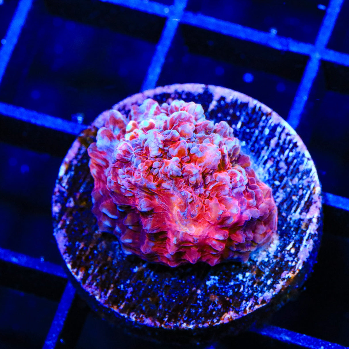 TSA Patriotic Chalice Coral