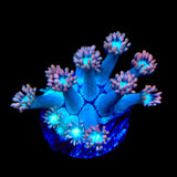 TSA Peach Dream Goniopora Coral