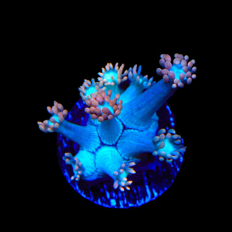 TSA Peach Dream Goniopora Coral