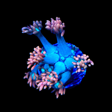 TSA Peach Dream Goniopora Coral