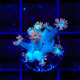 TSA Peach Dream Goniopora Coral