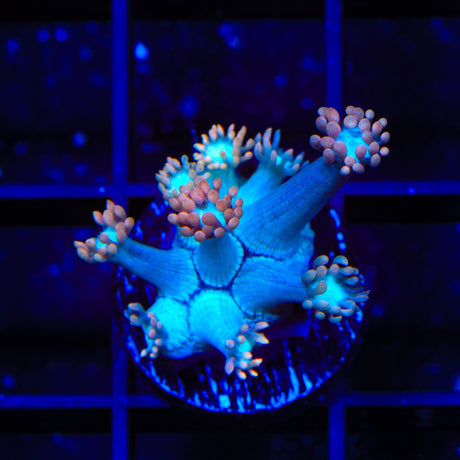 TSA Peach Dream Goniopora Coral