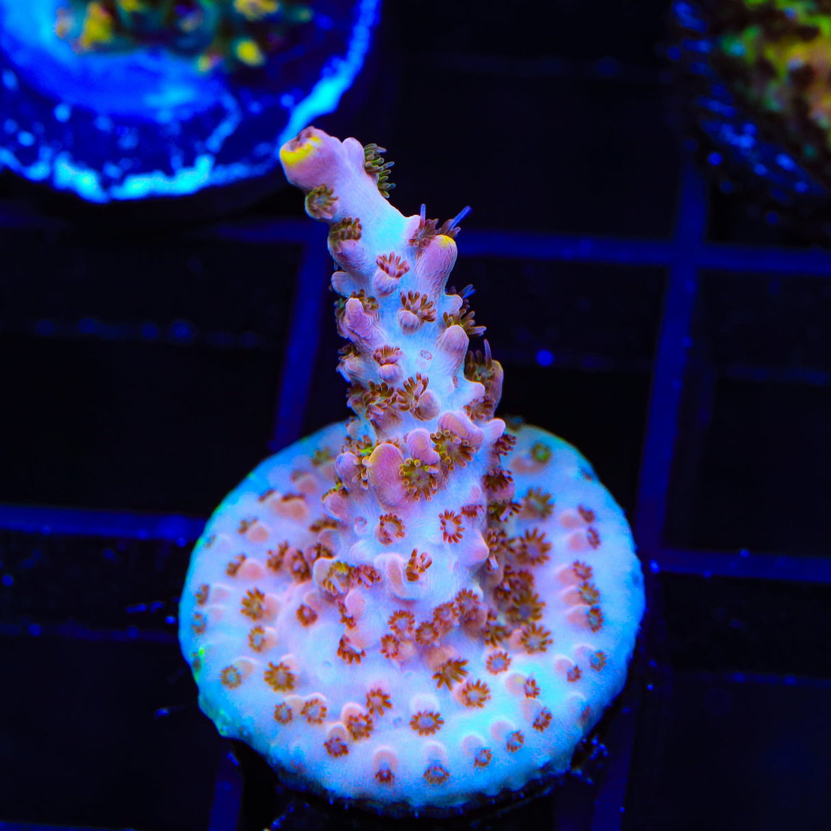 TSA Peach Punch Acropora Coral