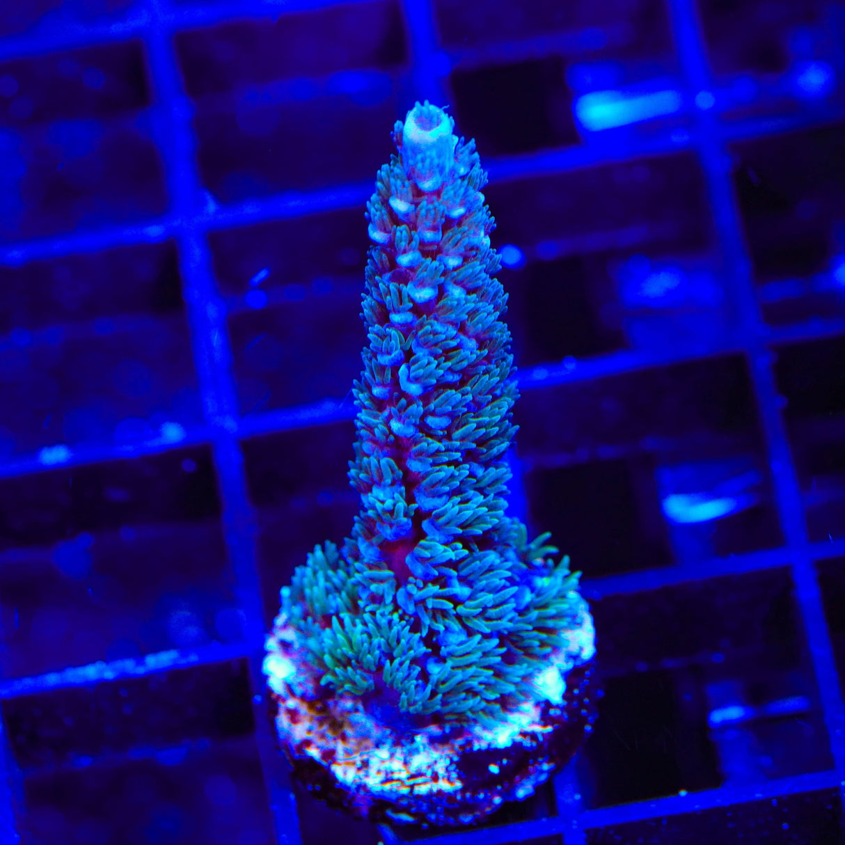 TSA Peach Tree Tenuis Acropora Coral