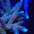TSA Peach Tree Tenuis Acropora Coral