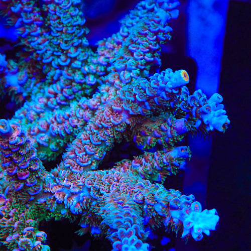 TSA Peach Tree Tenuis Acropora Coral