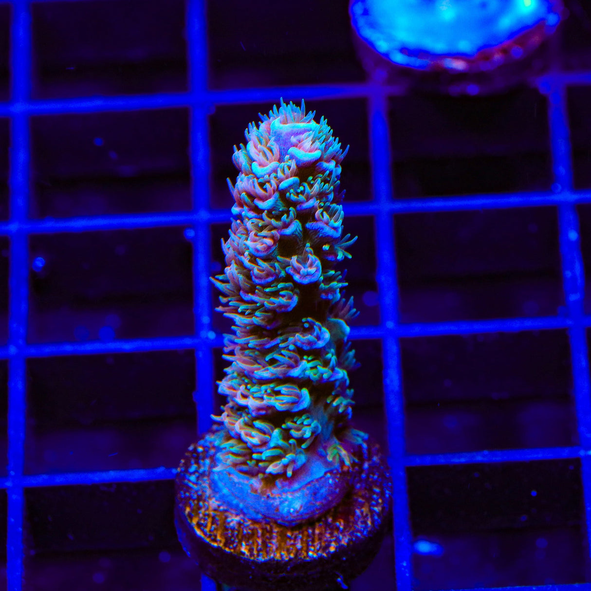 TSA Peach Tree Tenuis Acropora Coral