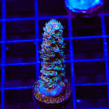 TSA Peach Tree Tenuis Acropora Coral