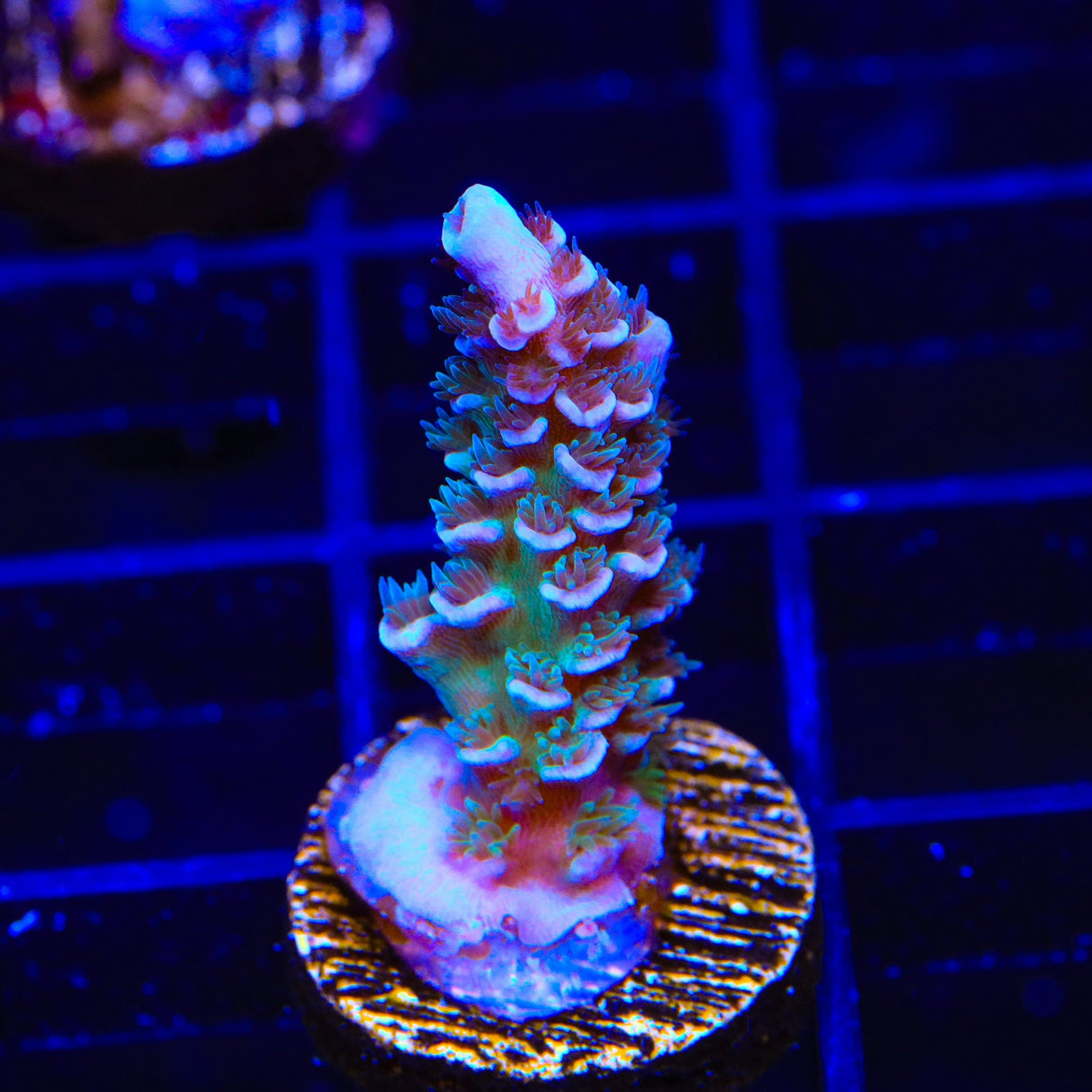 TSA Peach Tree Tenuis Acropora Coral