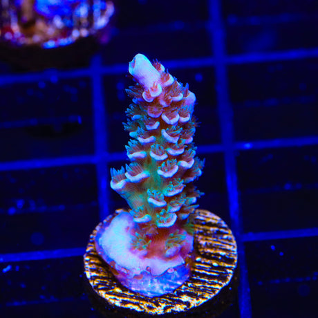 TSA Peach Tree Tenuis Acropora Coral