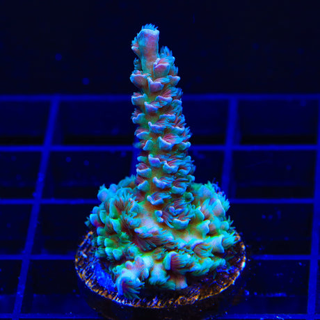 TSA Peach Tree Tenuis Acropora Coral