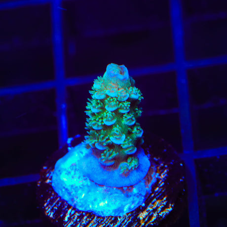 TSA Peach Tree Tenuis Acropora Coral