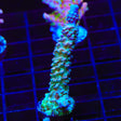 TSA Peach Tree Tenuis Acropora Coral