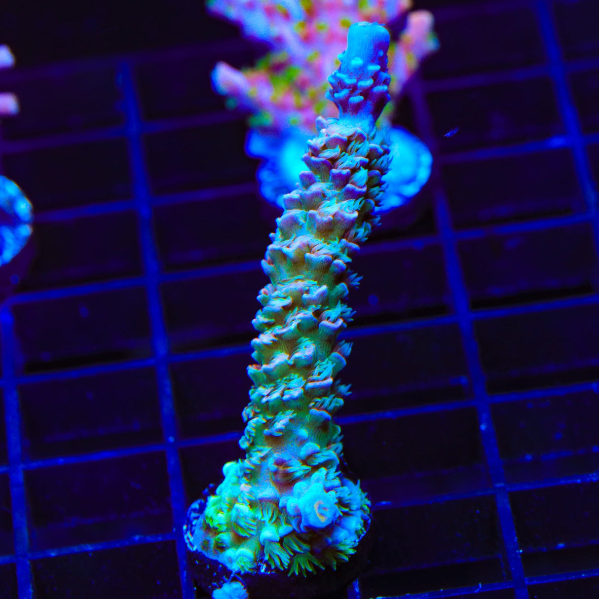 TSA Peach Tree Tenuis Acropora Coral