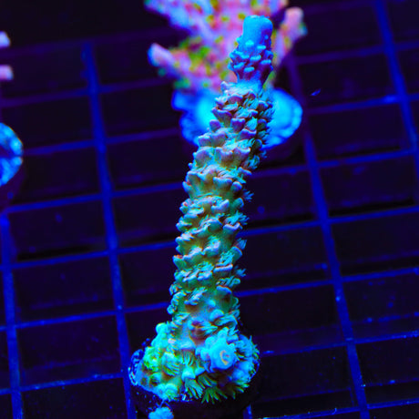 TSA Peach Tree Tenuis Acropora Coral