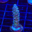 TSA Peach Tree Tenuis Acropora Coral