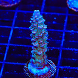 TSA Peach Tree Tenuis Acropora Coral