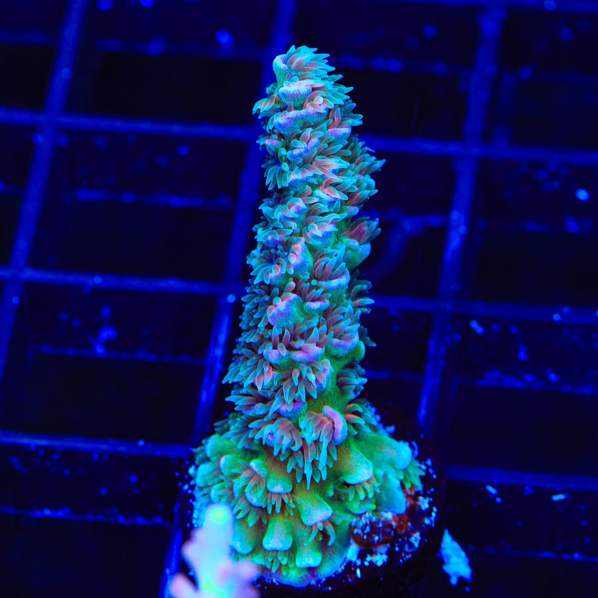 TSA Peach Tree Tenuis Acropora Coral
