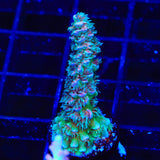 TSA Peach Tree Tenuis Acropora Coral