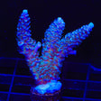 TSA Peach Tree Tenuis Acropora XL Frag Coral