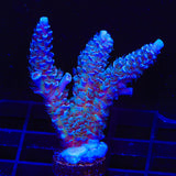 TSA Peach Tree Tenuis Acropora XL Frag Coral