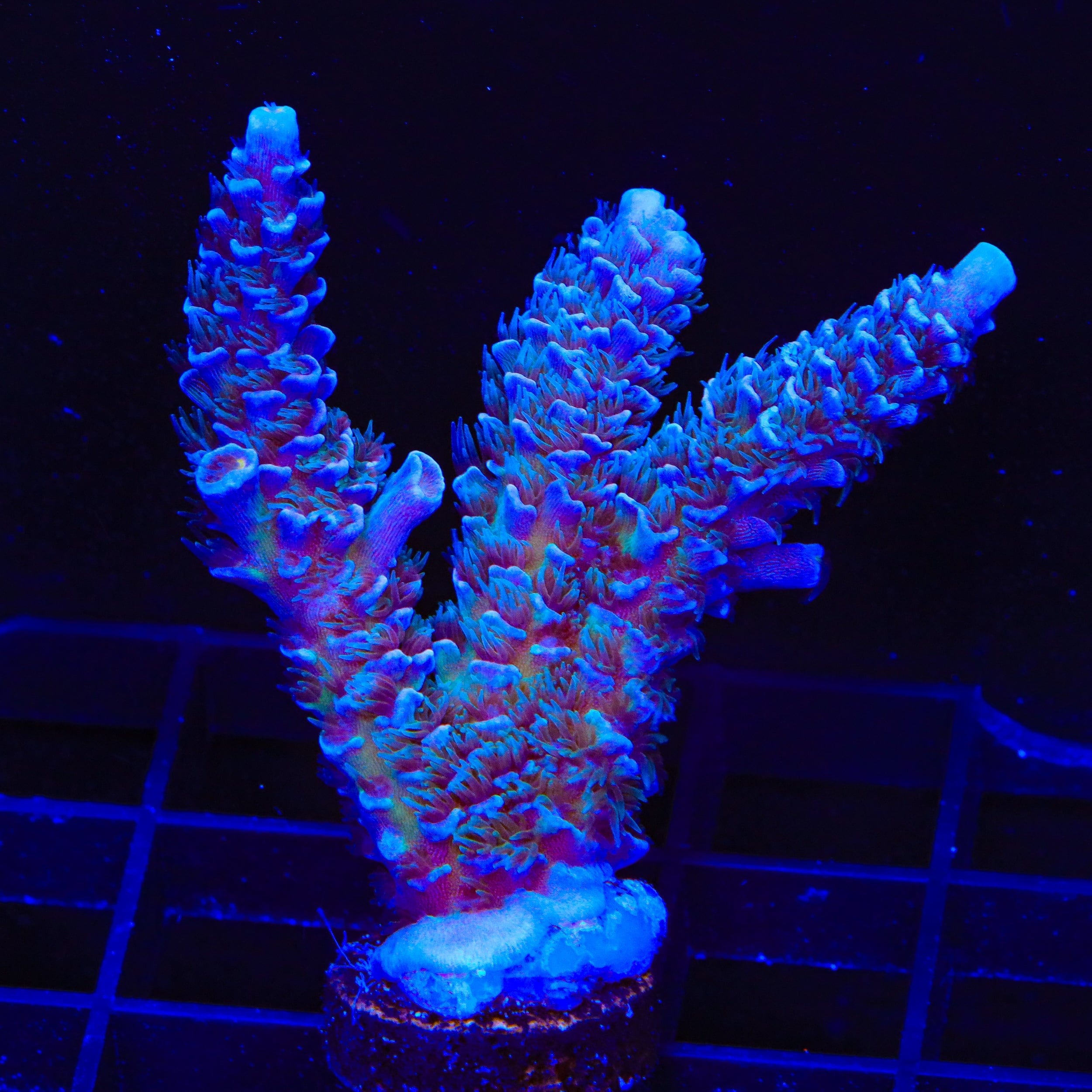 TSA Peach Tree Tenuis Acropora XL Frag Coral