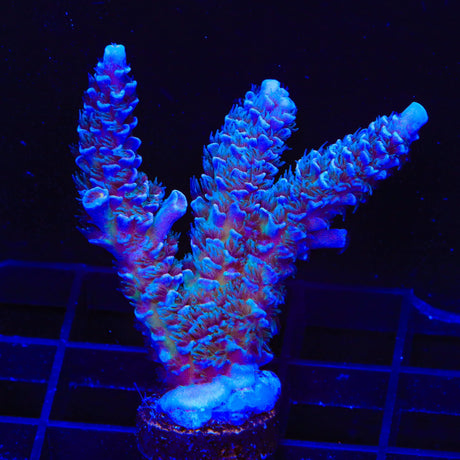 TSA Peach Tree Tenuis Acropora XL Frag Coral