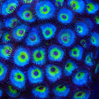 TSA Peacock Palythoa Coral