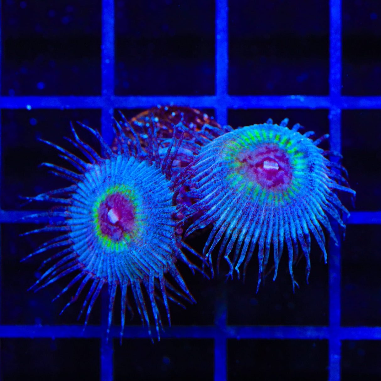 TSA Peacock Palythoa Coral