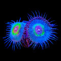 TSA Peacock Palythoa Coral