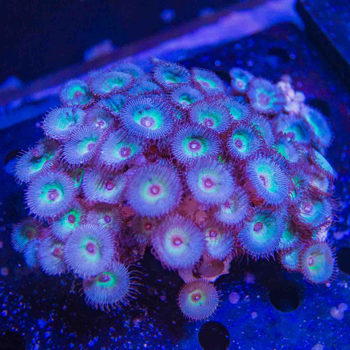 TSA Peacock Palythoas Colony Coral