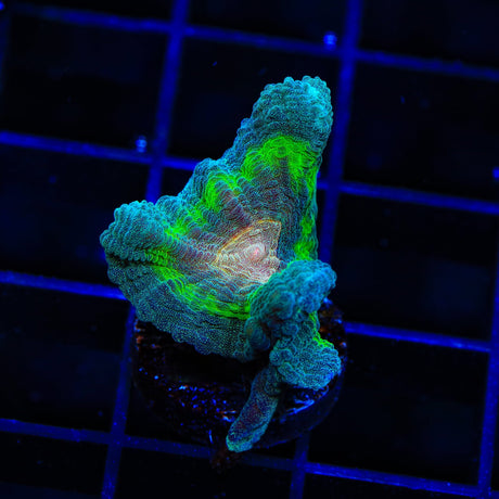 TSA Peacock Pectinia Coral
