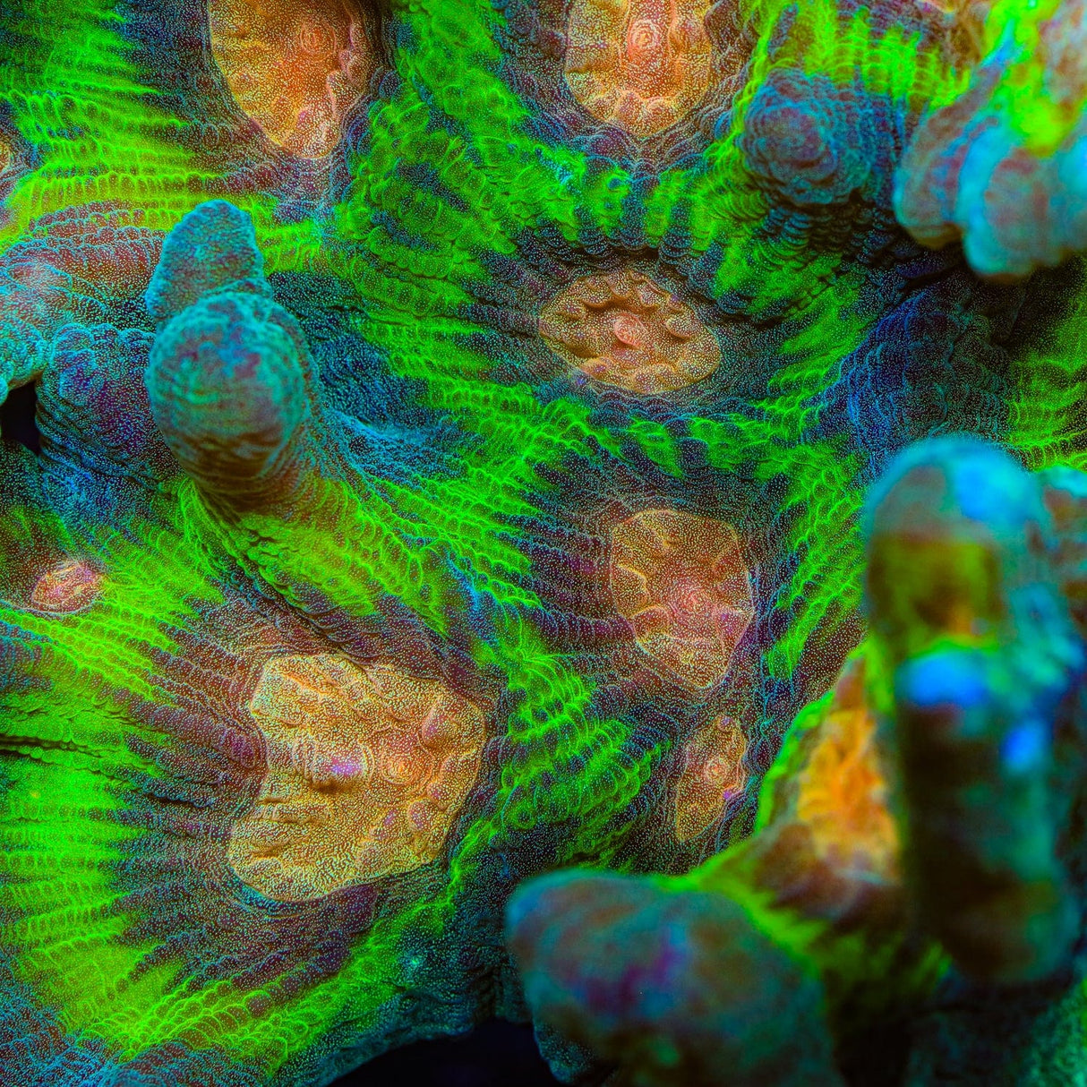 TSA Peacock Pectinia Coral