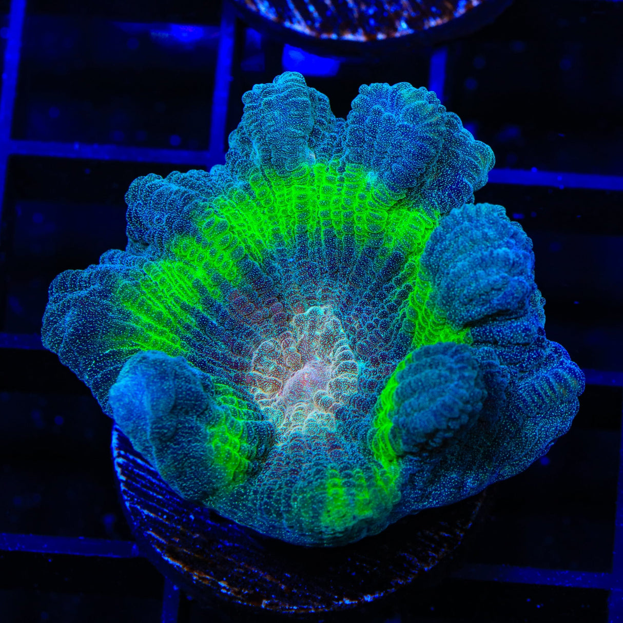 TSA Peacock Pectinia Coral