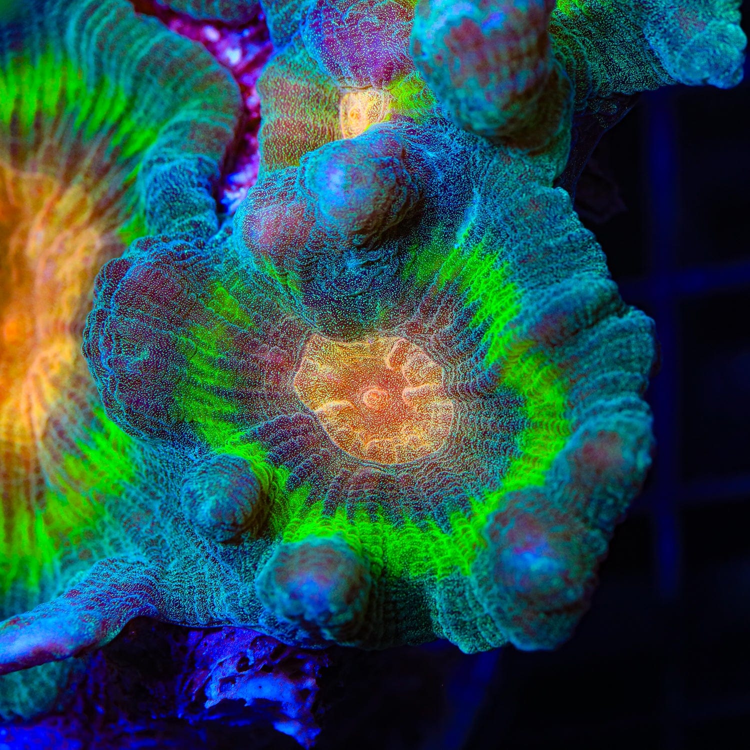 TSA Peacock Pectinia Coral – Top Shelf Aquatics