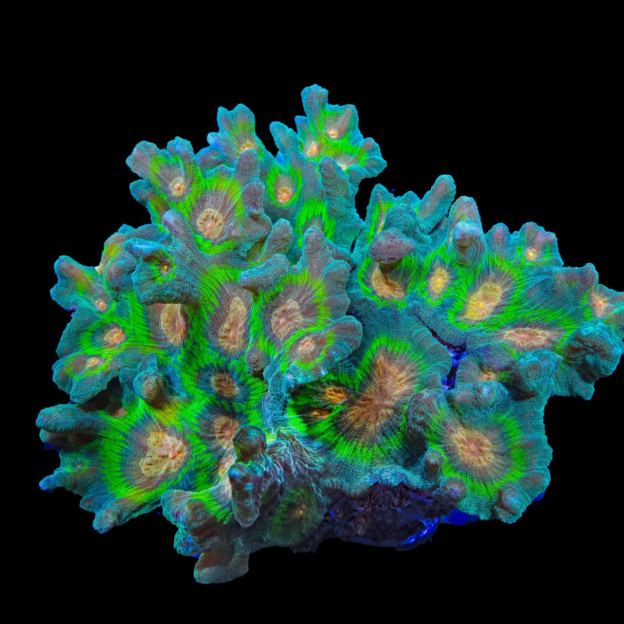 TSA Peacock Pectinia Coral