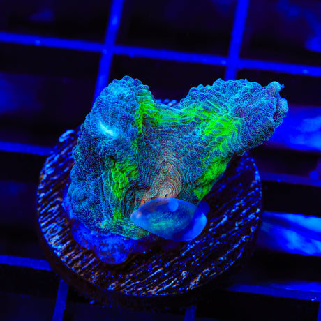 TSA Peacock Pectinia Coral