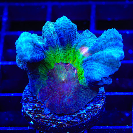 TSA Peacock Pectinia Coral