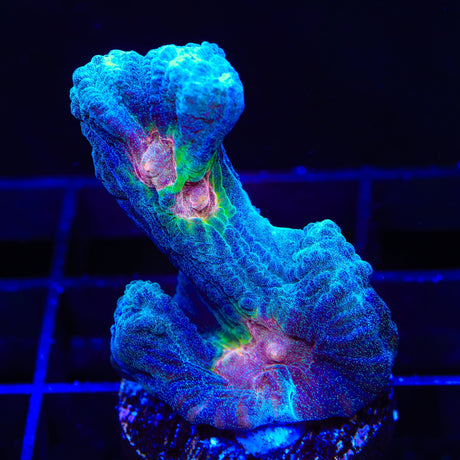 TSA Peacock Pectinia Coral