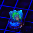 TSA Peacock Pectinia Coral