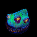 TSA Peak a Boo Chalice Coral