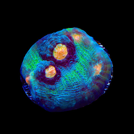 TSA Peak a Boo Chalice Coral
