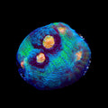 TSA Peak a Boo Chalice Coral