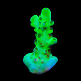 TSA Pearl Acropora Coral